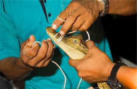 simsearch:862-03732034,k - Peru,Amazon,Lago Preto Conservation Reserve. Earthwatch volunteers and Peruvian scientists working together to assess the population of Black Caiman in the Yavari River. Foto de stock - Con derechos protegidos, Código: 862-03360649