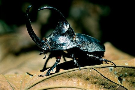 Rhinoceros beetle (megasoma elephas). The horn is used to tip over rival males. When flying their wingspan can reach six inches across. Stock Photo - Rights-Managed, Code: 862-03360708