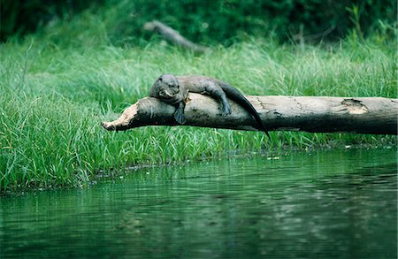 simsearch:862-03732030,k - Riesigen Fluss-Otter (Pteronura Brasiliensis). Diese wachsen, um mehr als 6 Fuß (1.8 m) lang. Sie jagen in Familiengruppen und sind bekannt als Fluss Wölfe. Sie sind eine der seltensten Säugetiere auf dem Planeten wegen für ihre Felle gejagt haben. Ein Männchen aalt sich in der Nachmittagssonne während der sieben Stunden ein Tag Jagd nach Fisch verbrachte. Stockbilder - Lizenzpflichtiges, Bildnummer: 862-03360717