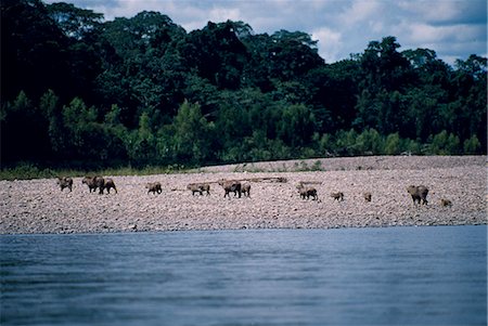 peru animals in the jungle - A family of 14 capybara (Hydrochoerus hydrochaeris). These are the world's largest rodent weighing up to 140lbs (65kg). The jaguar is their main enemy. Stock Photo - Rights-Managed, Code: 862-03360718