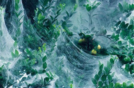 simsearch:862-03732072,k - Community spiders create huge webs enveloping entire trees. Here the dew drops of dawn create a fairy tale effect. The fruit are Limas,a citrus similar to a grapefruit. Foto de stock - Con derechos protegidos, Código: 862-03360711