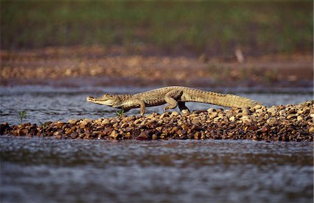 White caiman (caiman crocodilus). Smaller of the two common South American crocodilians. Never as endangered as it's large Black relative due to the size of it's small pelt. Foto de stock - Con derechos protegidos, Código: 862-03360712