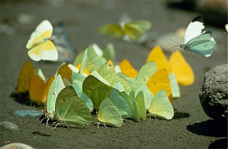 Pierid papillons. Absorber les minéraux contenus dans l'urine de capybaras déposés sur la plage une demi-heure auparavant. Les minéraux sont extrêmement difficiles à trouver dans la forêt amazonienne et sont recherchés partout où ils se trouvent. Photographie de stock - Rights-Managed, Code: 862-03360713