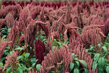 seed grain - Field of Quinoa, Peru Foto de stock - Con derechos protegidos, Código: 862-03360729