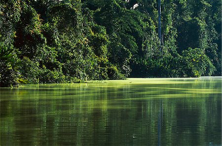 peru lake - Algae on an Amazonian oxbow lake. Over 90% of lowland forest has at one time or another been a lake or riverbed. The river bends that form oxbow lakes eventually silt up and are overgrown by swamp,bamboo and other fast growing secondary forest trees. Stock Photo - Rights-Managed, Code: 862-03360723