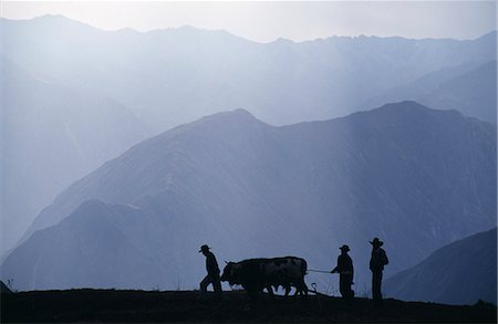 simsearch:862-03732121,k - Pérou, Canyon du Colca. Laboureurs silhouette avec boeufs Photographie de stock - Rights-Managed, Code: 862-03360742