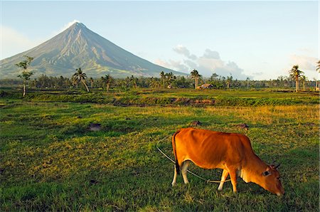 simsearch:862-03360770,k - Philippines,Luzon Island,Bicol Province,Mount Mayon (2462m). Near perfect volcano cone with a plume of smoke and a cow in the field. Foto de stock - Con derechos protegidos, Código: 862-03360775