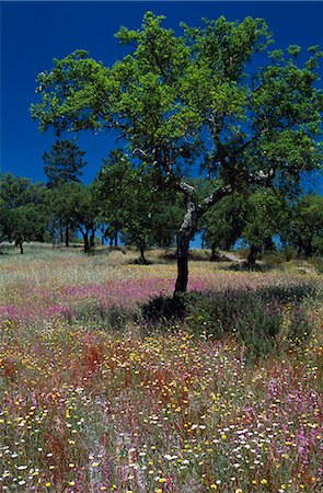 simsearch:862-03354288,k - A young cork tree in a field of wild flowers. Trees can be commercially stripped of their bark every 8-9 years. Foto de stock - Direito Controlado, Número: 862-03360865