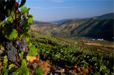 Grapes and vines in the Douro Valley above Pinhao Stock Photo - Rights-Managed, Code: 862-03360884