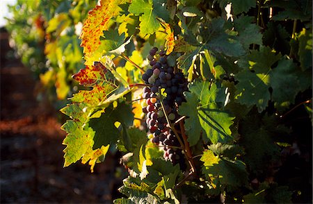 Grapes and vines in the Douro Valley above Pinhao Foto de stock - Direito Controlado, Número: 862-03360885