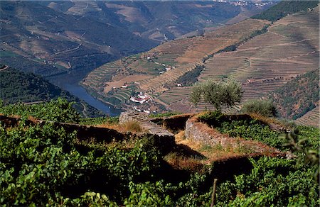 douro - The vineyards of the Douro Valley above Pinhao are set on terraced hillsides above the Douro River Stock Photo - Rights-Managed, Code: 862-03360886