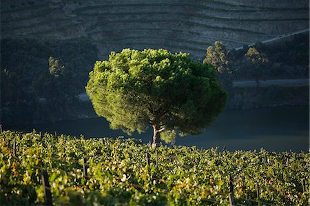 simsearch:862-03354352,k - Portugal,Douro Valley,Pinhao. A small tree stands alone at dawn in the middle of thousands of grape vines during the september wine harvest in Northern Portugal in the renowned Douro valley. The valley was the first demarcated and controlled winemaking region in the world. It is particularly famous for its Port wine grapes. Foto de stock - Con derechos protegidos, Código: 862-03360895