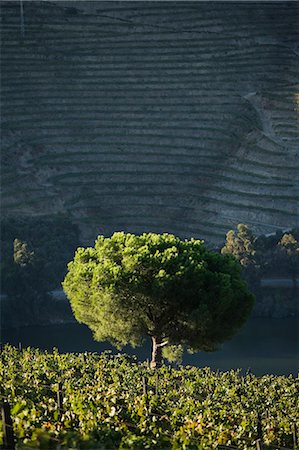 simsearch:862-03354352,k - Portugal,Douro Valley,Pinhao. A small tree stands alone at dawn in the middle of thousands of grape vines during the september wine harvest in Northern Portugal in the renowned Douro valley. The valley was the first demarcated and controlled winemaking region in the world. It is particularly famous for its Port wine grapes. Foto de stock - Con derechos protegidos, Código: 862-03360896