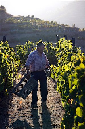 pinhao - Portugal,Douro Valley,Pinhao. A farmer at dawn lays out grape baskets for the grape pickers during the september wine harvest in the renowned Douro valley in Northern Portugal. The valley was the first demarcated and controlled winemaking region in the world. It is particularly famous for its Port wine grapes. Stock Photo - Rights-Managed, Code: 862-03360897