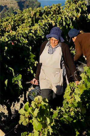 simsearch:862-03889321,k - Portugal, vallée du Douro, Pinhao. Une femme portugaise porte des raisins qu'elle a été la cueillette pendant la récolte du vin de septembre au nord du Portugal dans la célèbre vallée du Douro. La vallée a été la première région vinicole délimitée et contrôlée dans le monde. Il est particulièrement célèbre pour ses raisins de vin de Porto. Photographie de stock - Rights-Managed, Code: 862-03360898