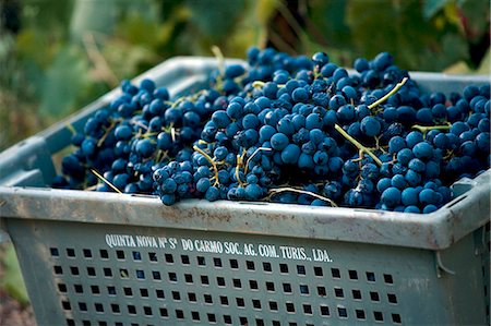 Portugal,Douro Valley,Pinhao. A full basket of grapes which have just been picked during the september wine harvest at Quinta Nova in the Douro valley in Northern Portugal. The valley was the first demarcated and controlled winemaking region in the world. It is particularly famous for its Port wine grapes. Foto de stock - Direito Controlado, Número: 862-03360904