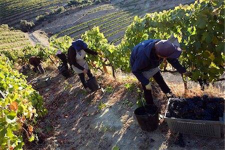 simsearch:862-03360914,k - Portugal, vallée du Douro, Pinhao. Femmes portugaises récolter des raisins pendant les vendanges vin septembre au nord du Portugal dans la célèbre vallée du Douro. La vallée a été la première région vinicole délimitée et contrôlée dans le monde. Il est particulièrement célèbre pour ses raisins de vin de Porto. Photographie de stock - Rights-Managed, Code: 862-03360901