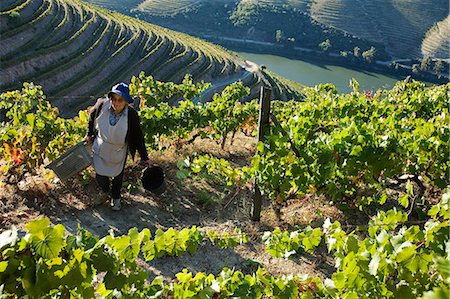 portugal - Portugal,Douro Valley,Pinhao. A Portuguese woman picks grapes during the september wine harvest in Northern Portugal in the renowned Douro valley. The valley was the first demarcated and controlled winemaking region in the world. Foto de stock - Con derechos protegidos, Código: 862-03360902