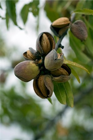 douro - Portugal,Douro Valley,Pinhao. Almonds in their infancy in Northern Portugal. Stock Photo - Rights-Managed, Code: 862-03360916