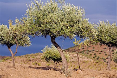 douro - Portugal,Douro Valley. Olive trees in Northern Portugal. Foto de stock - Con derechos protegidos, Código: 862-03360919