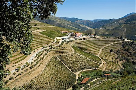 simsearch:862-03354352,k - Portugal,Douro Valley,Pinhao. Looking down onto the ancient estate of Quinta Nova de Nossa Senhora do Carmo in the Douro Valley in Northern Portugal. The Douro valley was the first demarcated and controlled winemaking region in the world. It is particularly famous for its Port wine grapes. Foto de stock - Con derechos protegidos, Código: 862-03360911