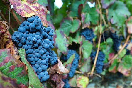 simsearch:862-03354352,k - Portugal,Douro Valley,Pinhao. Port wine grapes ripe for picking during the september wine harvest in Northern Portugal,in the renowned Douro valley. The valley was the first demarcated and controlled winemaking region in the world. It is particularly famous for its Port wine grapes. Foto de stock - Con derechos protegidos, Código: 862-03360920