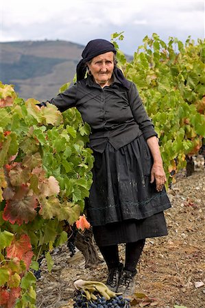 simsearch:862-03354346,k - Portugal,Douro Valley,Pinhao. A traditional Portuguese woman picks grapes on the Churchills Wine Estate during the september wine harvest in Northern Portugal in the renowned Douro valley. She is dressed in black because she is a widow. The Douro valley was the first demarcated and controlled winemaking region in the world. It is particularly famous for its Port wine grapes. Foto de stock - Con derechos protegidos, Código: 862-03360922