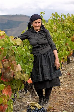 simsearch:862-03354316,k - Portugal,Douro Valley,Pinhao. A traditional Portuguese woman picks grapes on the Churchills Wine Estate during the september wine harvest in Northern Portugal in the renowned Douro valley. She is dressed in black because she is a widow. The Douro valley was the first demarcated and controlled winemaking region in the world. It is particularly famous for its Port wine grapes. Foto de stock - Con derechos protegidos, Código: 862-03360922