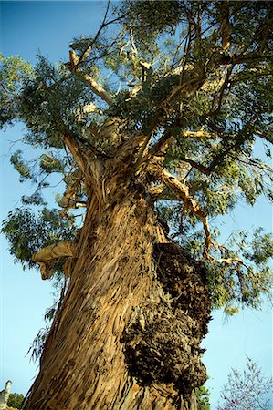 Portugal,Alentejo. Eucalyptus tree in the Alentejo region of Portugal. Stock Photo - Rights-Managed, Code: 862-03360941