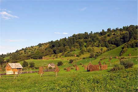 Roumanie, Maramures. Meules de foin (gerbes) dans les champs. Photographie de stock - Rights-Managed, Code: 862-03361001