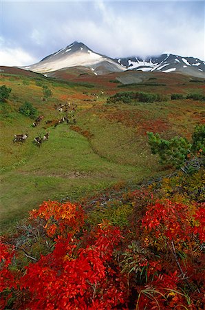 russian tundra - Russia,Kamchakta. Reindeer in the autumn tundra,Kamchatka,Russian Far East Stock Photo - Rights-Managed, Code: 862-03361071