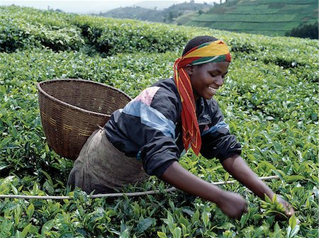 Un sélecteur de thé dans le sud-ouest du Rwanda. Des pluies abondantes et un sol fertile, accorder aux agriculteurs conditions idéales de culture du thé au Rwanda Nord-Ouest et sud-ouest, où le thé de très haute qualité est produit.Souvent appelée le pays des mille collines, le Rwanda a un magnifique paysage de montagne sur la bordure est de la vallée du Rift Albertin. Photographie de stock - Rights-Managed, Code: 862-03361084