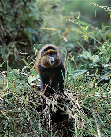 parc national des volcans - The aptly named golden monkey (Cercopithecus mitis kandti) is one of the most beautiful monkeys of the African forest. It feeds in the high altitude bamboo zones of the Virunga Volcanoes and Nyungwe Forest. A sub-species of the Blue Monkey,it is considered endangered. Stock Photo - Rights-Managed, Code: 862-03361080