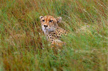 reserva de caza sabi sands - Cheetah & 2 cubs (Acinonyx jubatus) Foto de stock - Con derechos protegidos, Código: 862-03361107