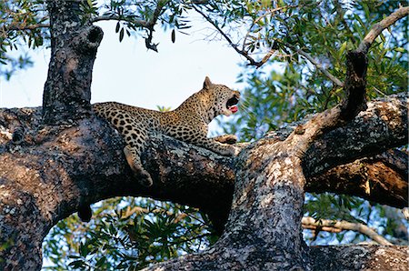 simsearch:862-03366285,k - Un femelle léopard (Panthera pardus) repose à l'ombre, située sur la haute branche d'un arbre abri des autres prédateurs Photographie de stock - Rights-Managed, Code: 862-03361115