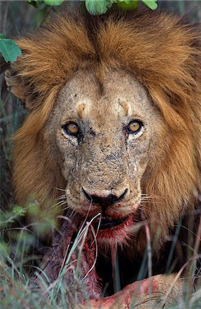 sanglant - Afrique du Sud, Sabi Sands Game Reserve. Male Lion (Panthera leo) manger un guib harnaché tuer. Photographie de stock - Rights-Managed, Code: 862-03361116