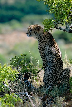 simsearch:862-03355218,k - Femelle guépard se repose à l'ombre dans l'établissement Kwandwe Private Game Reserve Photographie de stock - Rights-Managed, Code: 862-03361117