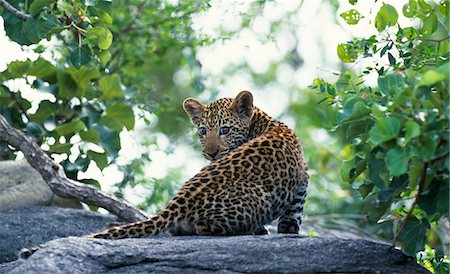 simsearch:862-03361113,k - Afrique du Sud, Sabi Sands Game Reserve. Cub léopard. (Panthera pardus). Photographie de stock - Rights-Managed, Code: 862-03361112