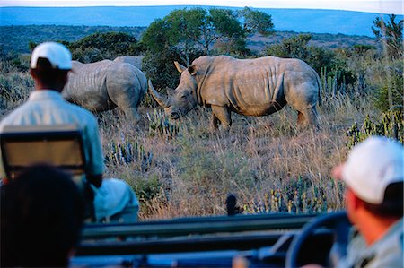 simsearch:862-03888727,k - Watching White rhino from the safety of a game-viewing vehicle on a game drive at Kwandwe private game reserve. Foto de stock - Con derechos protegidos, Código: 862-03361123