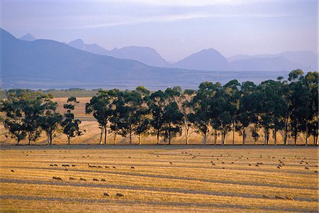 simsearch:862-03355431,k - Elandsberg Farm, Bartholomeus Klip avec Elandskloof montagnes derrière Photographie de stock - Rights-Managed, Code: 862-03361152
