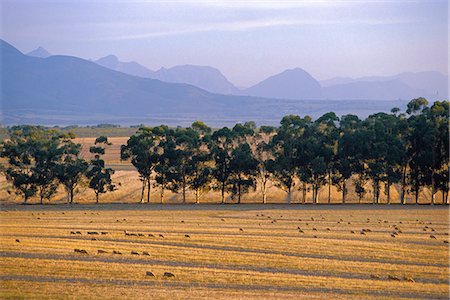 simsearch:400-08431950,k - Elandsberg Farm, Bartholomeus Klip avec Elandskloof montagnes derrière Photographie de stock - Rights-Managed, Code: 862-03361152