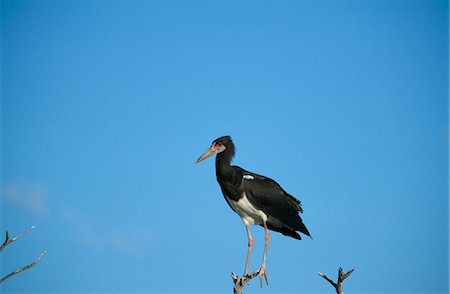 pilanesberg national park - Abdim's stork perched on a tree Stock Photo - Rights-Managed, Code: 862-03361187