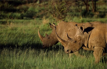 Pair of white rhinoceros Stock Photo - Rights-Managed, Code: 862-03361192