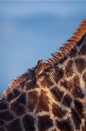 Parastic bird (Red-billed Oxpecker) on back of giraffe Foto de stock - Con derechos protegidos, Código: 862-03361215