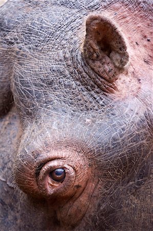 eye african - A hippo (Hippopotamus amphibius) in Milwane Game Reserve,Swaziland. Stock Photo - Rights-Managed, Code: 862-03361237