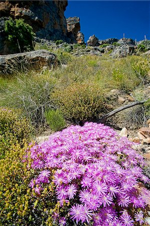 simsearch:862-03711800,k - South Africa,Western Cape,Cederberg Conservancy. An alpine flower decorates the side of one of the many hiking trails that criss cross the mountains of the Cederberg Conservancy. Stock Photo - Rights-Managed, Code: 862-03361247