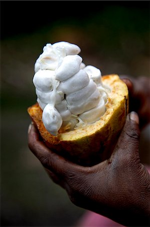 sao tome - Fèves de cacao fraîches sur l'île de Sao Tomé et Principé. Ils sont prêts à être fermenté. Sao Tomé et Principé est le deuxième plus petit pays d'Afrique de 193 000 habitants. Il se compose de deux îles montagneuses dans le golfe de Nouvelle-Guinée, cheval sur l'Équateur, à l'ouest du Gabon. Photographie de stock - Rights-Managed, Code: 862-03361275