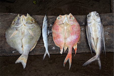 santomean - A typical catch from a fishing boat in Principé. (L-R) Garoupa,Sardine,red fish,Flying fish. Sao Tomé and Principé is Africa's second smallest country with a population of 193 000. It consists of two mountainous islands in the Gulf of New Guinea,straddling the equator,west of Gabon. Principé is the smaller of the two islands with a population of around 5000. Stock Photo - Rights-Managed, Code: 862-03361295