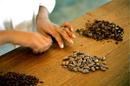 sao tome - A woman peels the skins away from cocoa beans. Cocoa is one of Sao Tomé and Principés biggest exports. They now sell Sao Tomé chocolate in Marks and Spencers. Sao Tomé and Principé is Africa's second smallest country with a population of 193 000. It consists of two mountainous islands in the Gulf of New Guinea,straddling the equator,west of Gabon. Stock Photo - Rights-Managed, Code: 862-03361298