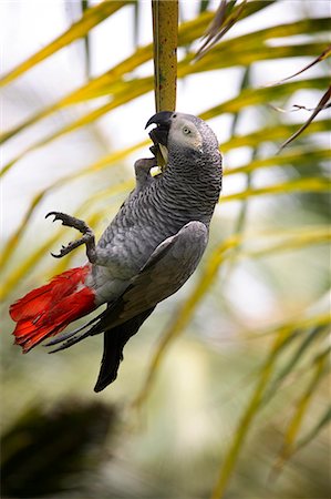 simsearch:862-03361282,k - This parrot is known as the 'Papa Gaio do Principé'. It is an African Grey. Sao Tomé and Principé is Africa's second smallest country with a population of 193 000. It consists of two mountainous islands in the Gulf of New Guinea,straddling the equator,west of Gabon. Principé is the smaller of the two islands with a population of around 5000. Stock Photo - Rights-Managed, Code: 862-03361293